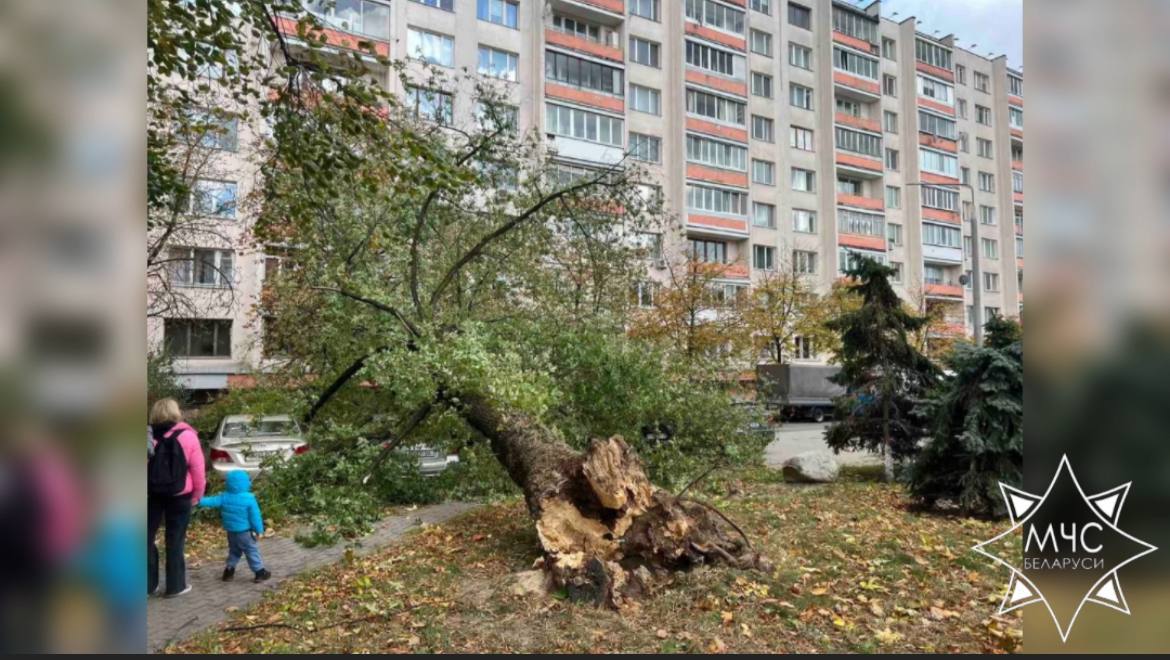 В МЧС рассказали о последствиях сильного ветра в Беларуси