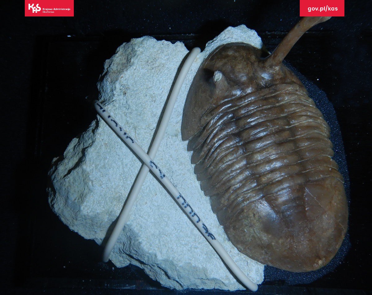 Белорус пытался контрабандой ввезти в Польшу древние окаменелости Белорус пытался контрабандой ввезти в Польшу древние окаменелости