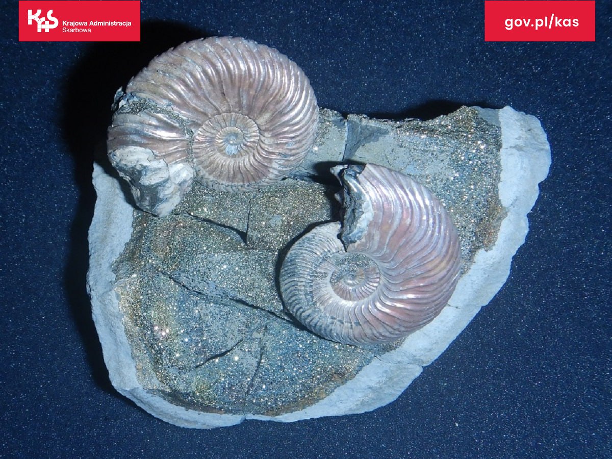 Белорус пытался контрабандой ввезти в Польшу древние окаменелости Белорус пытался контрабандой ввезти в Польшу древние окаменелости