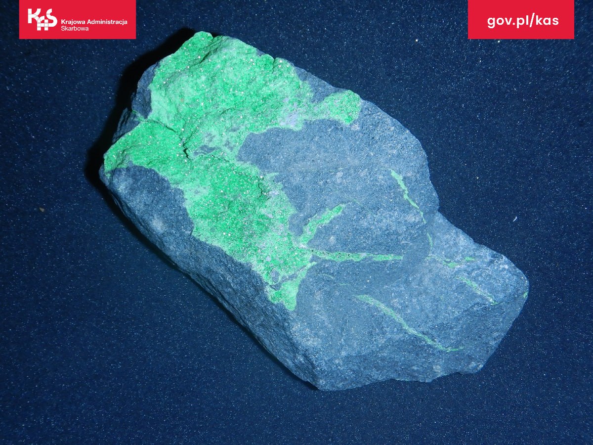 Белорус пытался контрабандой ввезти в Польшу древние окаменелости Белорус пытался контрабандой ввезти в Польшу древние окаменелости