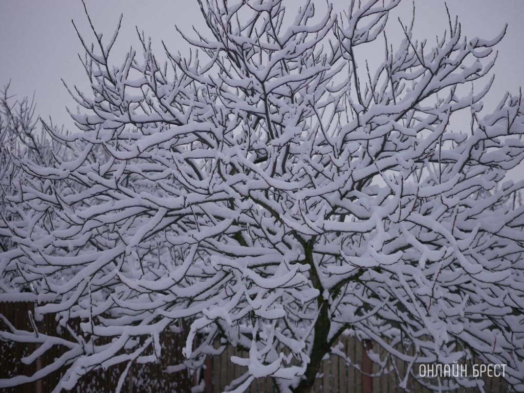 Какой будет погода в Беларуси в январе Какой будет погода в Беларуси в январе