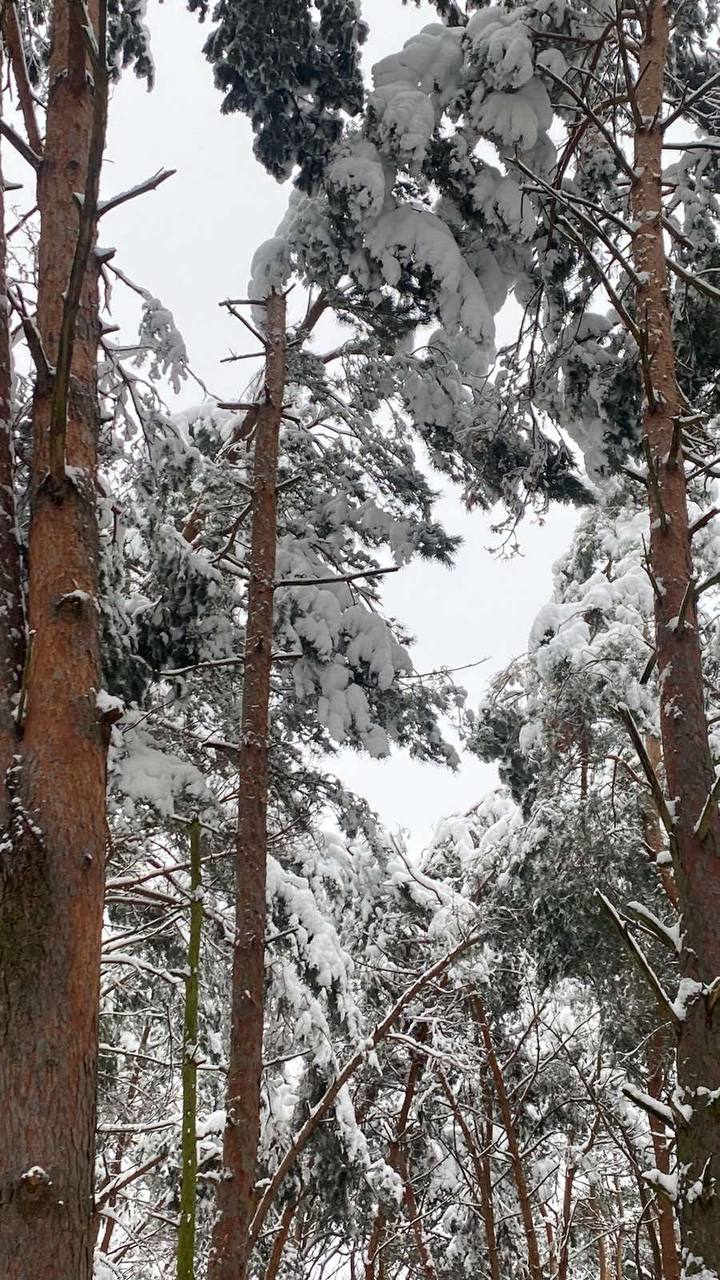 Жителей Бреста просят временно не ходить в парки. И вот почему
