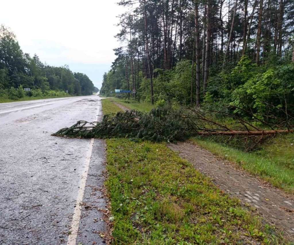 Вследствие сильного ветра на территории Брестской области зафиксированы факты падения деревьев Вследствие сильного ветра на территории Брестской области зафиксированы факты падения деревьев