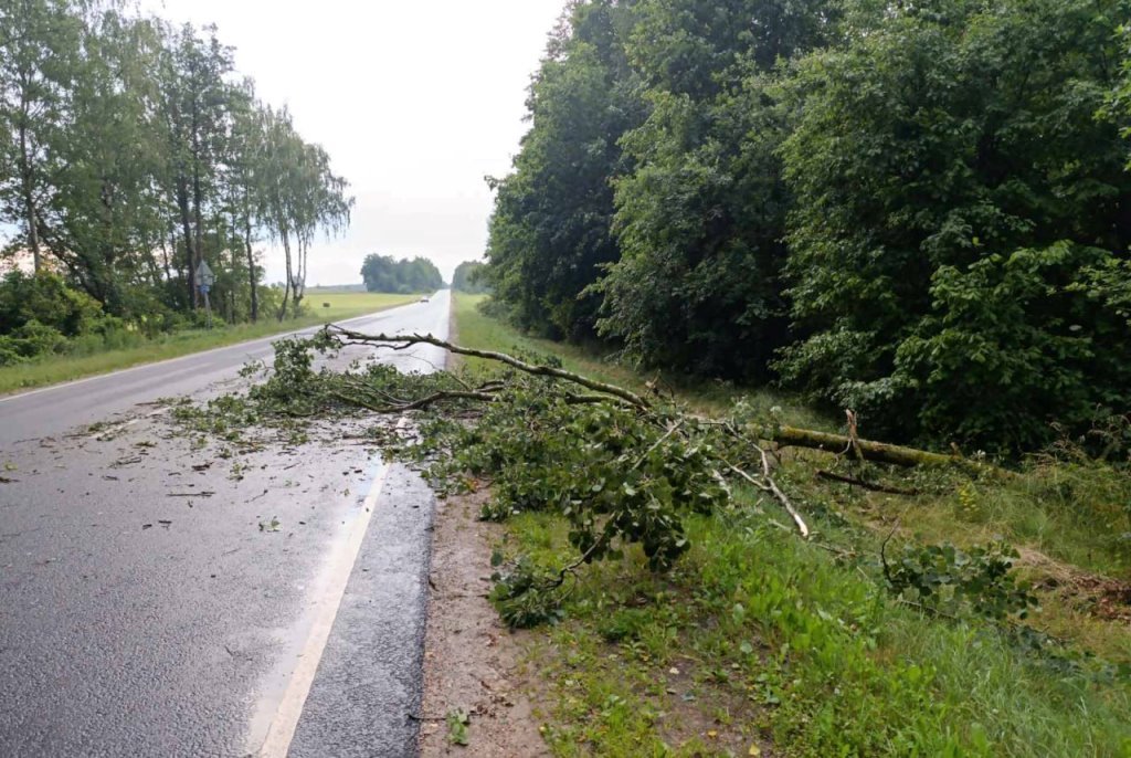 Вследствие сильного ветра на территории Брестской области зафиксированы факты падения деревьев Вследствие сильного ветра на территории Брестской области зафиксированы факты падения деревьев