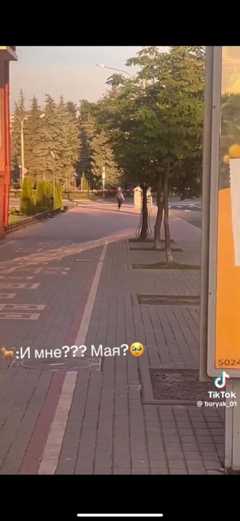 Парень подхватил самый добрый тренд TikTok и приютил дворняжку