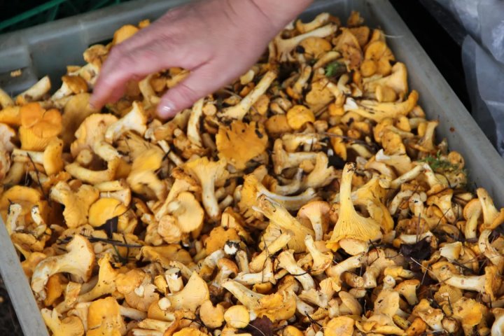 Среди самых дорогих позиций - чеснок, лисички, брусника. Что почем закупает Белкоопсоюз у огородников Среди самых дорогих позиций - чеснок, лисички, брусника. Что почем закупает Белкоопсоюз у огородников