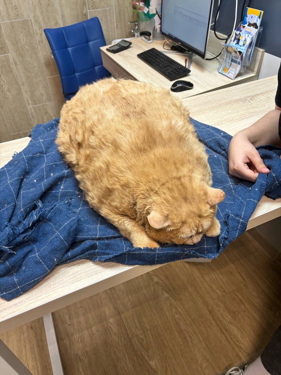 Умер известный кот-гигант Крошик
